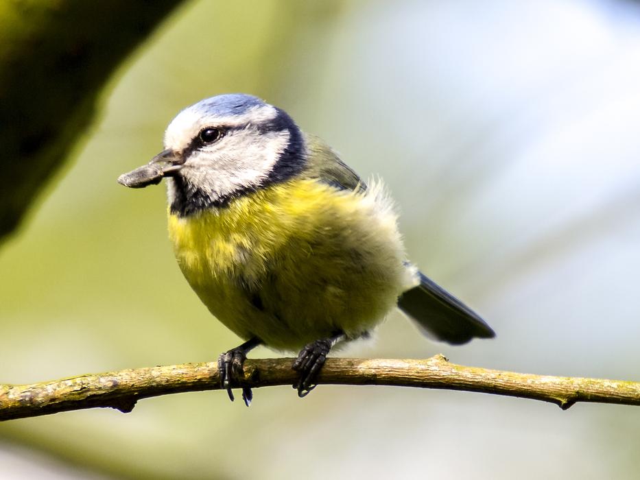 Blue Tit Bird