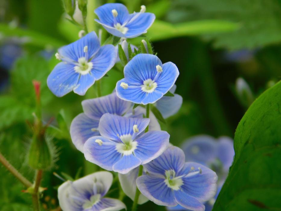 blue beautiful flowers in the garden