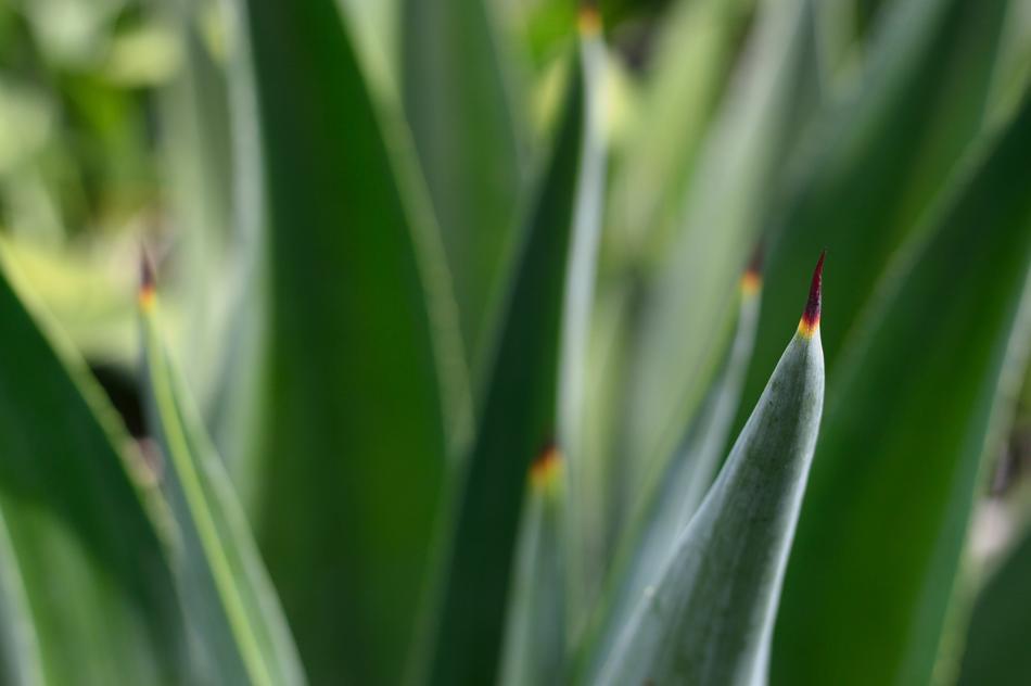 green foliage of flowers