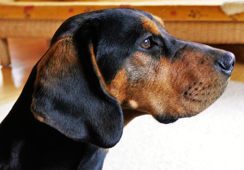 Dog Welding Bracke