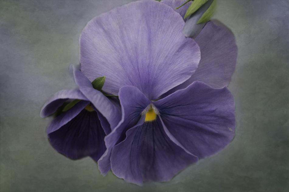 Purple Flower Petals