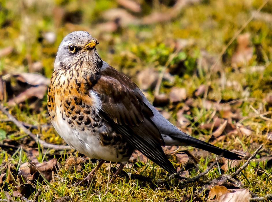 Throttle Bird Songbird