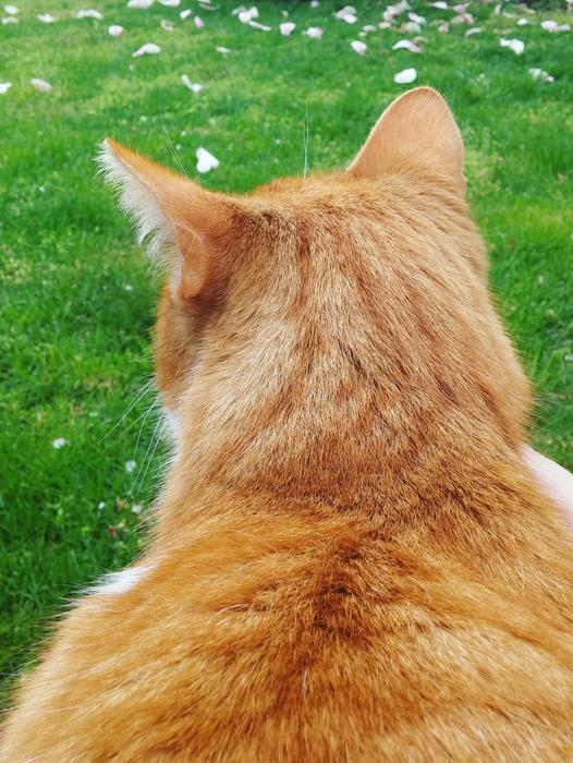 Cat Tomcat Ryšavá