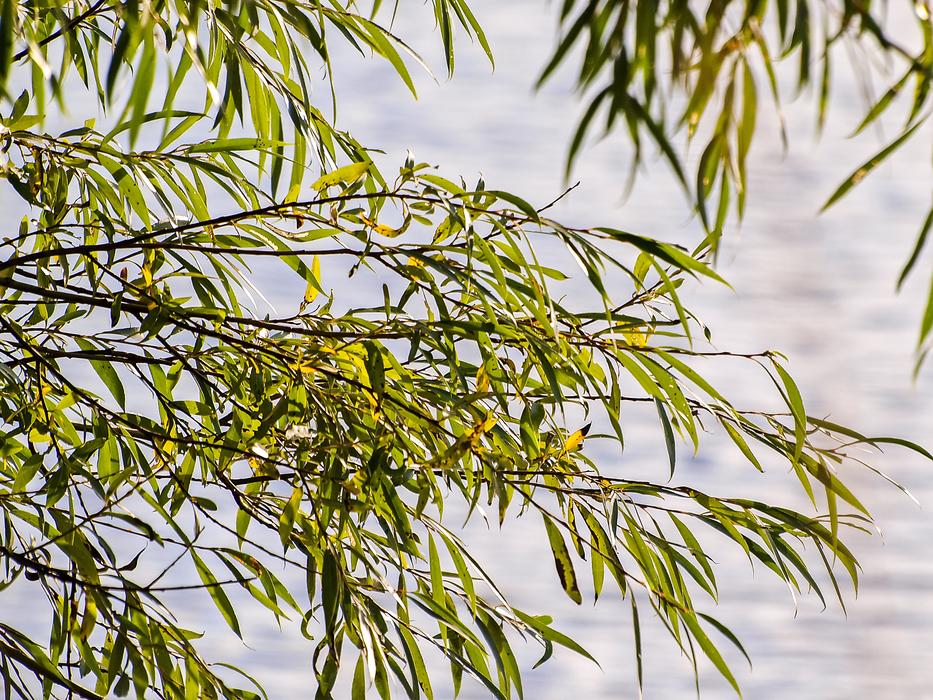 tree branches in the background of the lake