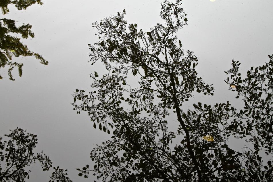 trees near the lake with fog