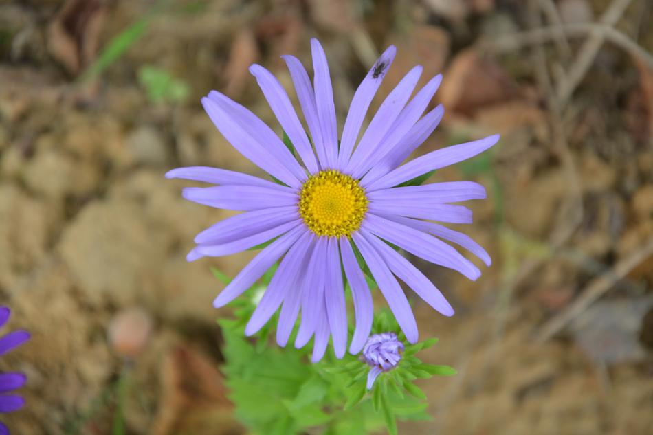 Flower Daisy Purple Petals