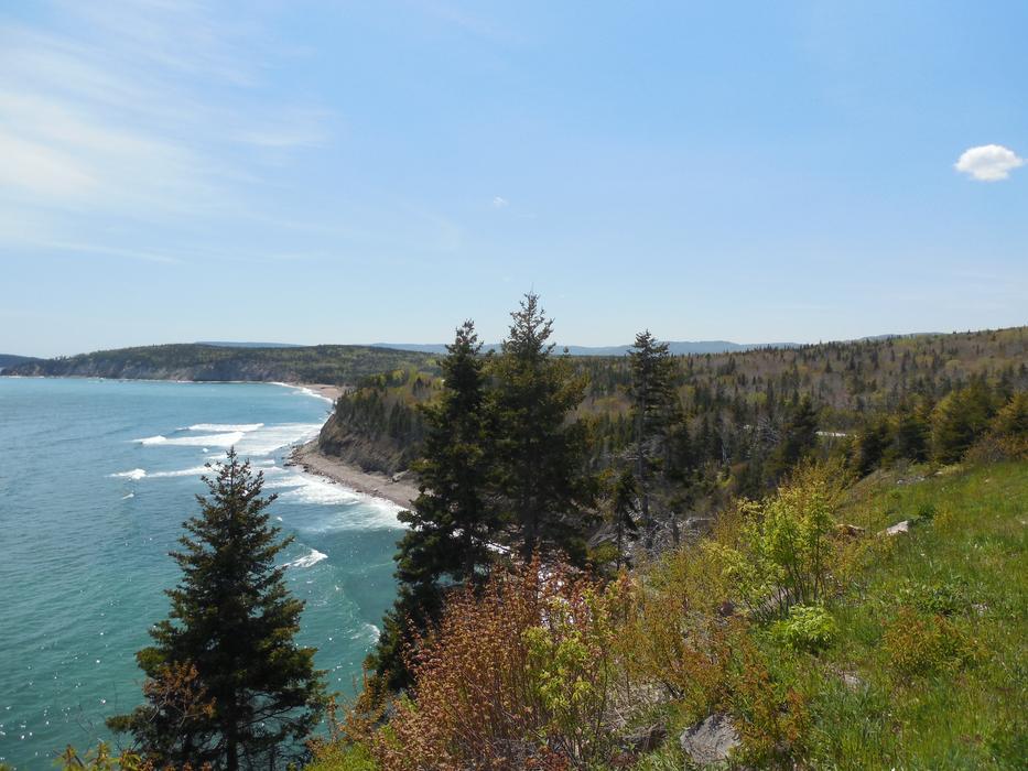 Shore Ocean Trees