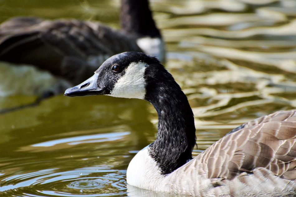 Wild Goose Water Bird