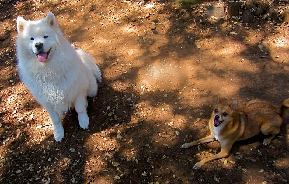 Samoyed Chijuajua Dogs Happy