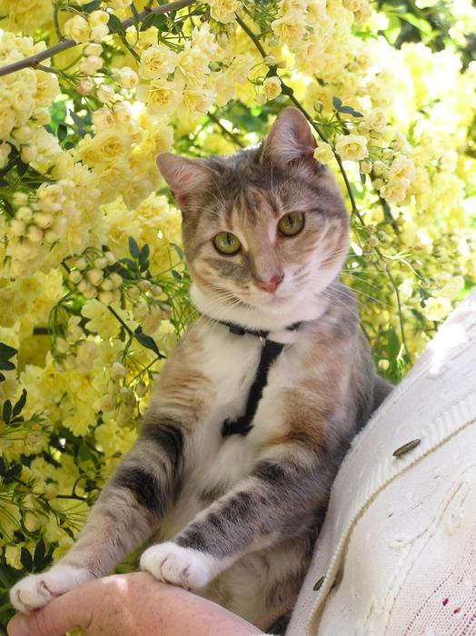 Cat Near