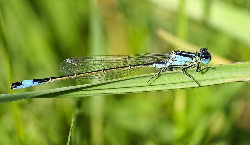 Azure Bridesmaid Insect Dragonfly