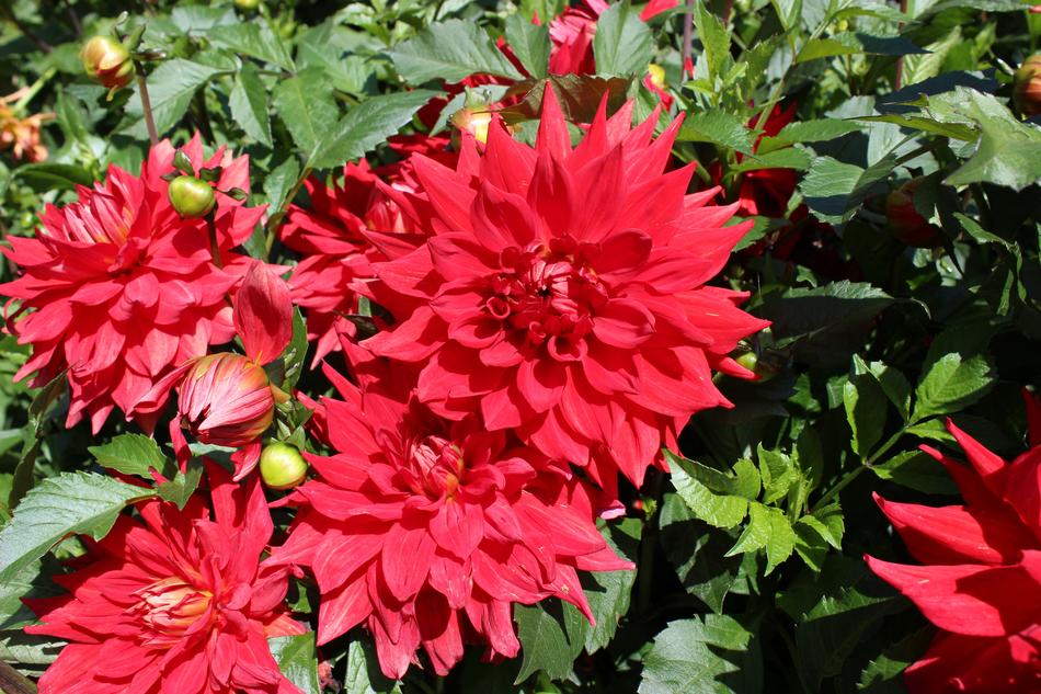 Garden flower blooms on a shrub
