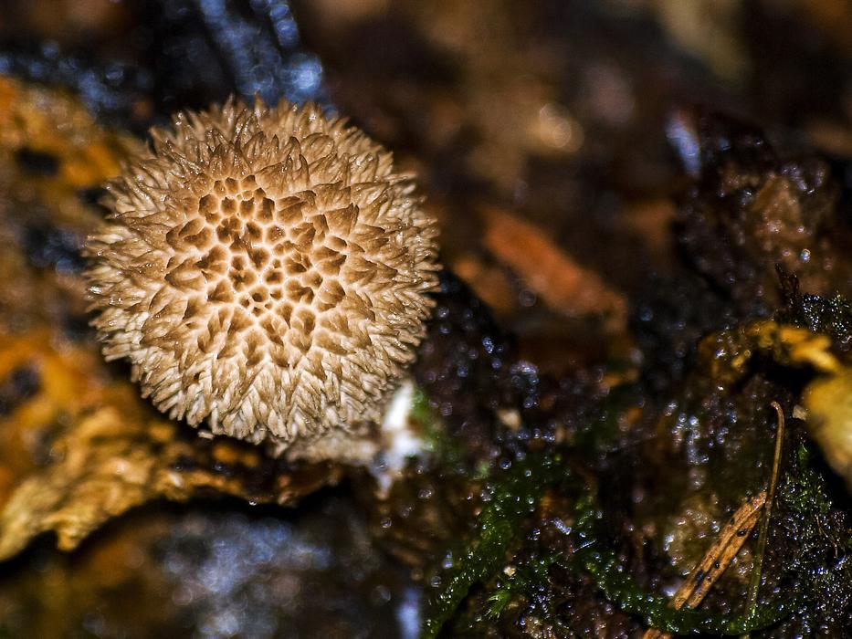 Mushroom Autumn Forest