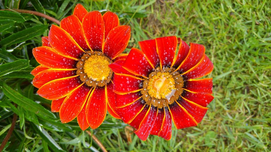 Nature Synergy