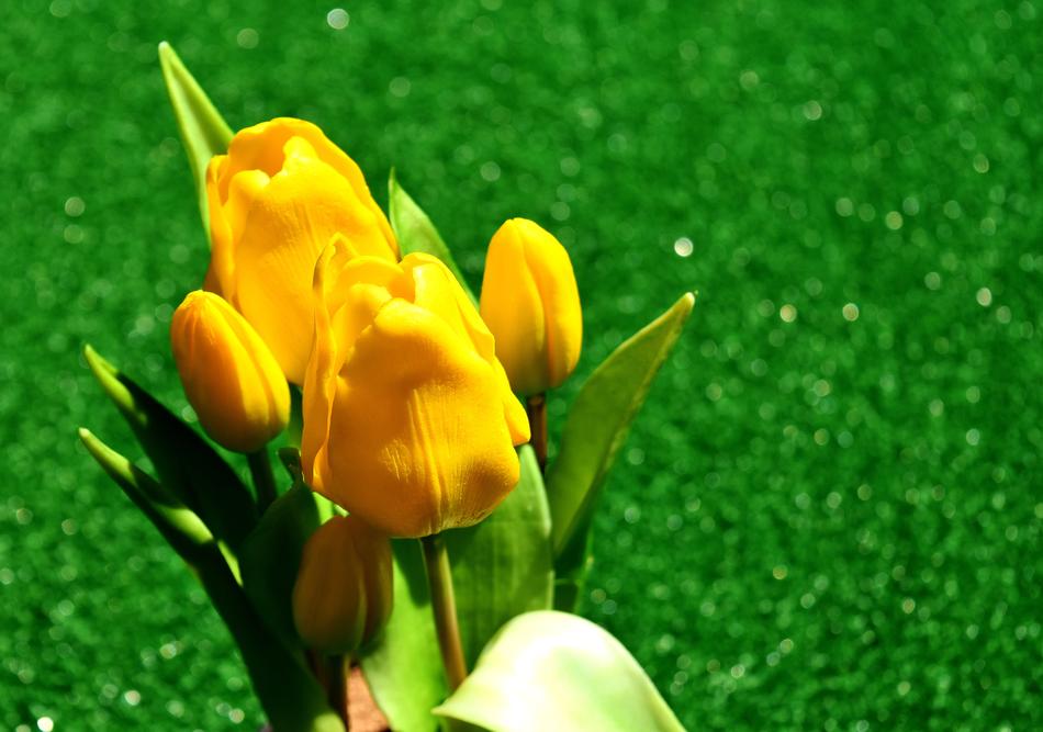 bouquet of yellow tulips on a background of green lawn