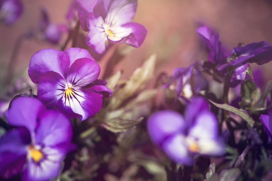 Pansy Violet Blue