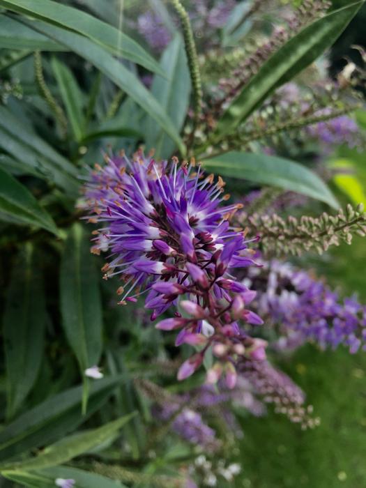 Purple Flower Park
