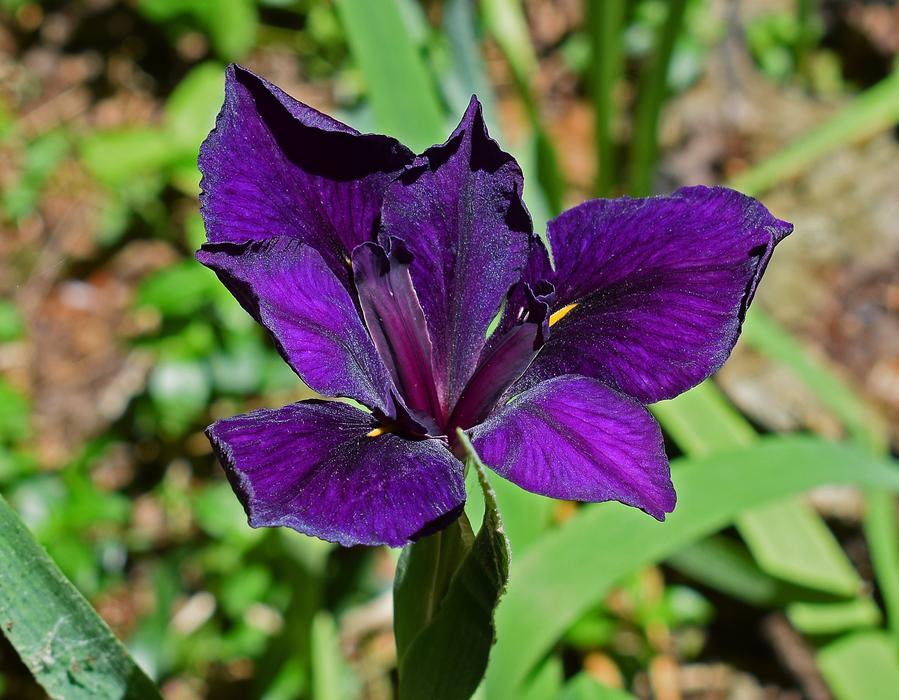 purple flower in the foliage