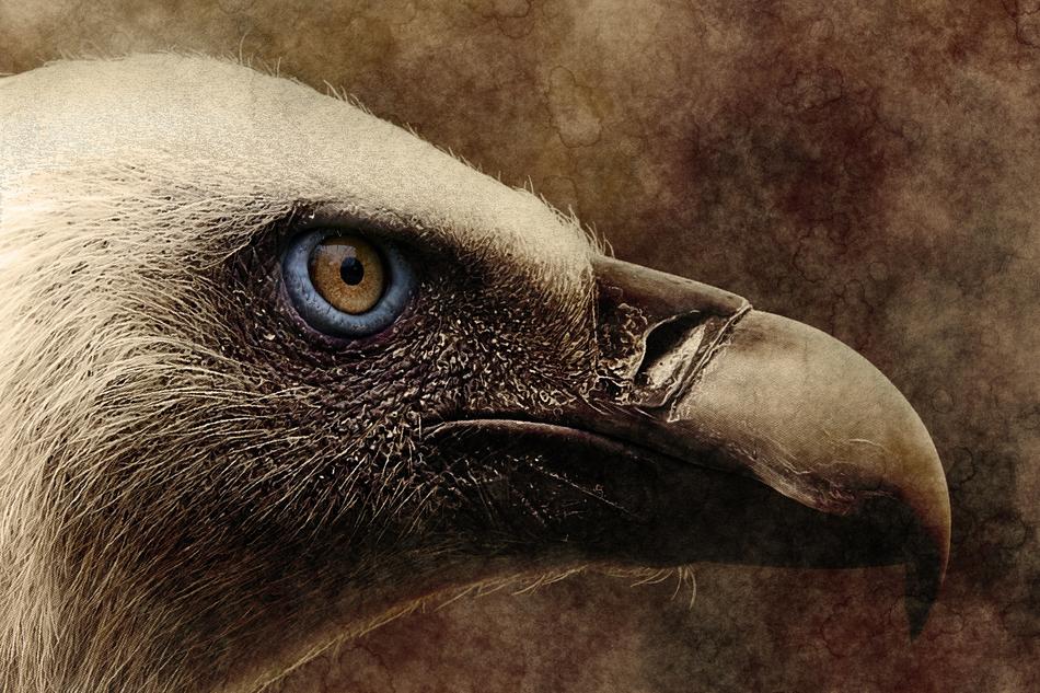 bird vulture art vintage