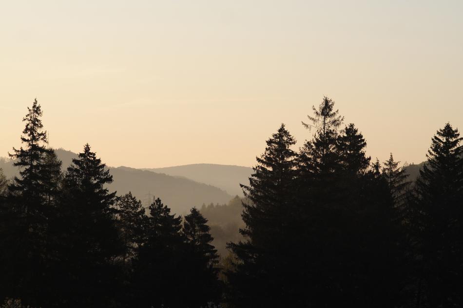 forest landscape at sunrise