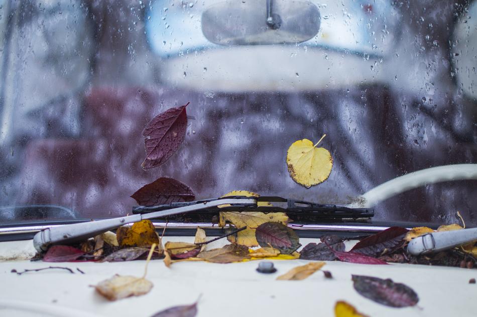 Leaves Car Leaf