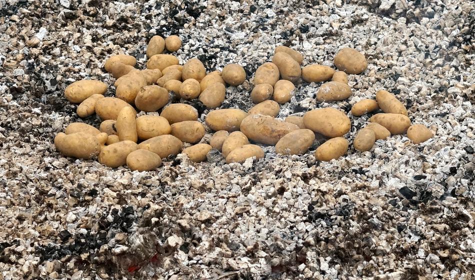potato harvest on the ground