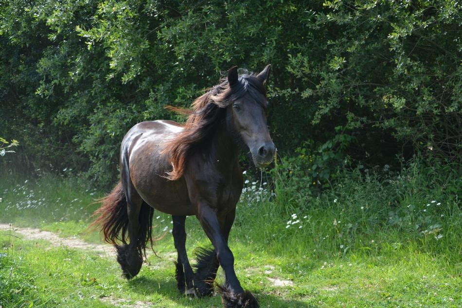 Horse Mare Run