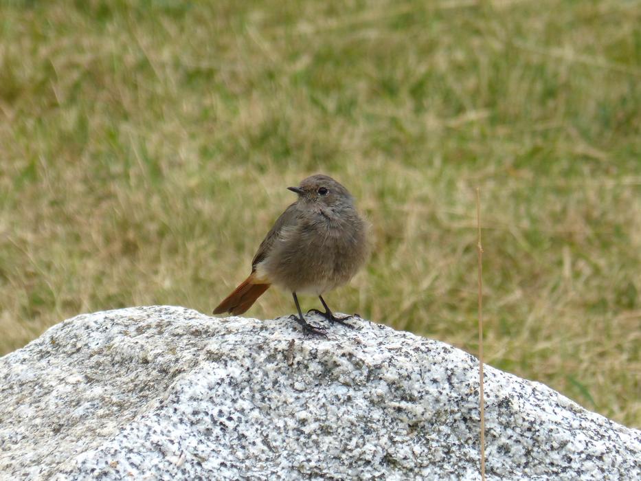 Black Prado Bird on Rock