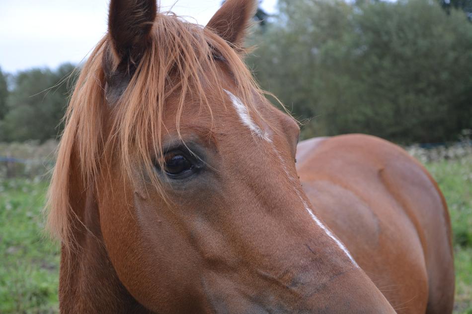 Horse Åil Brown Head