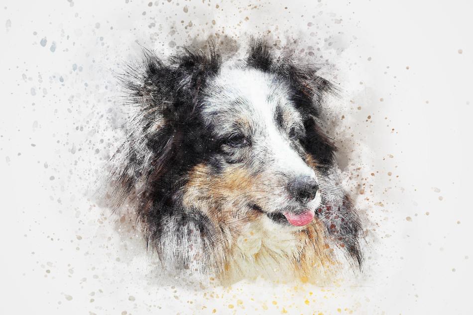 dog shetland pet abstract art