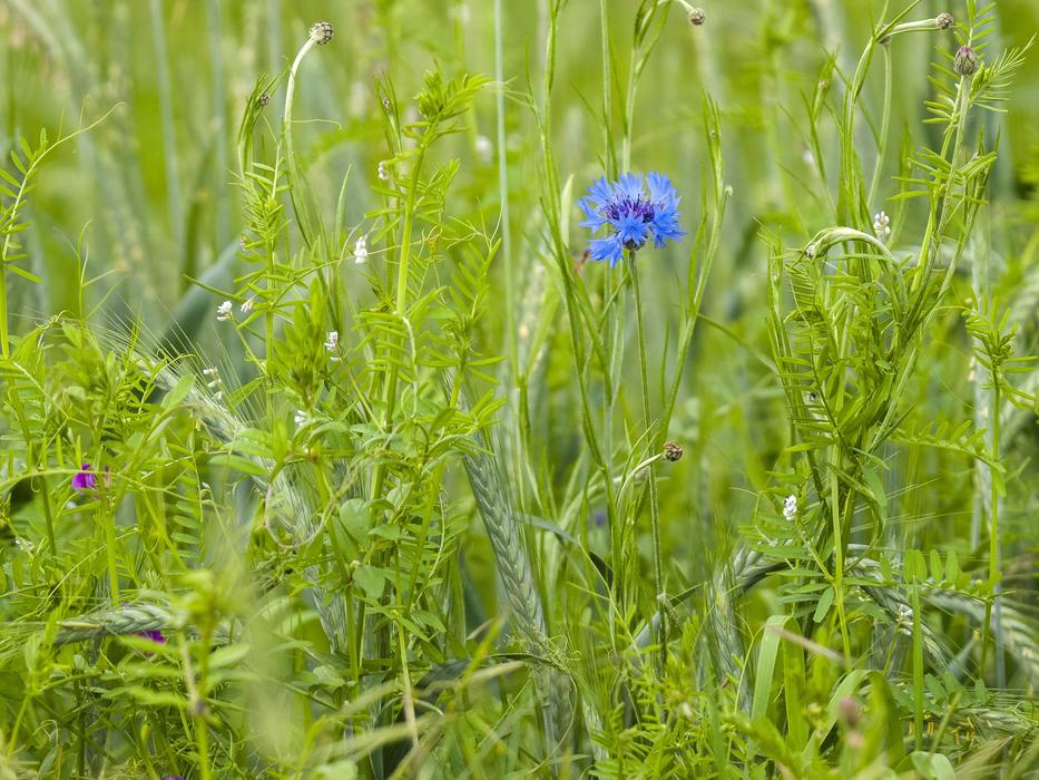 lonely blue flower in the grass