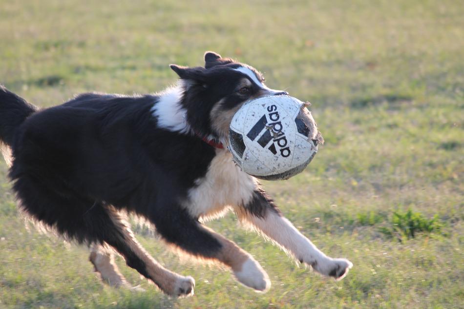 Dog Collie Ball