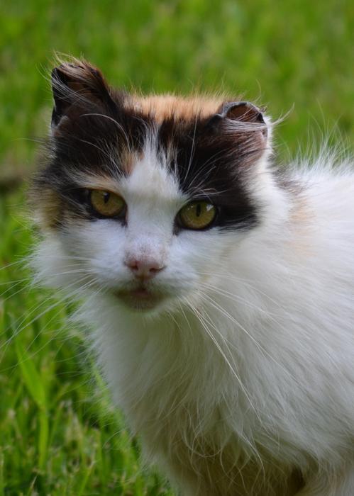 Barn Calico Cat