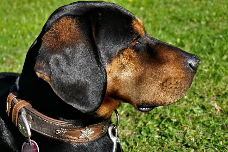 Dog Pet Bracke Welding