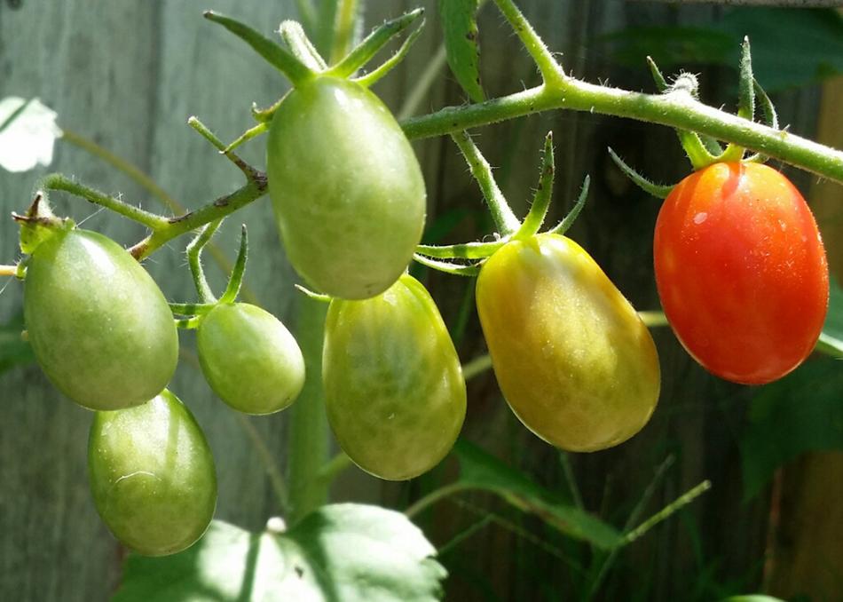 ripe tomatoes on the bush