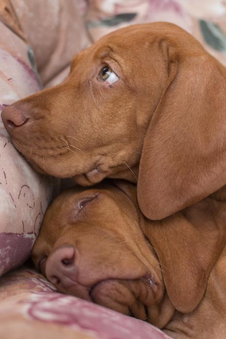 Dog Sleep Recreation