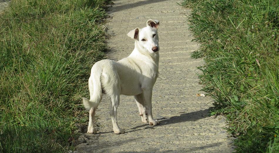 Dog Fauna Domestic Animal