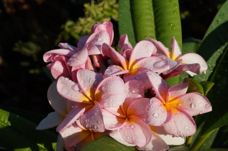 raindrops on pink tiare flower
