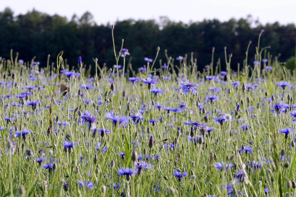 beautiful flowers in the field