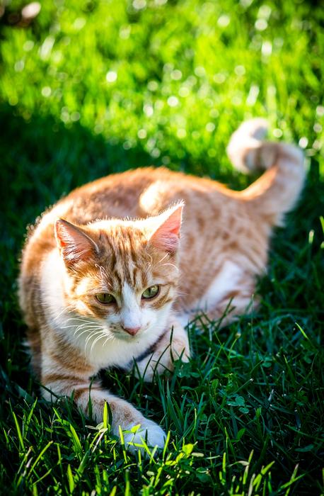 Cat In The Doghouse Feline