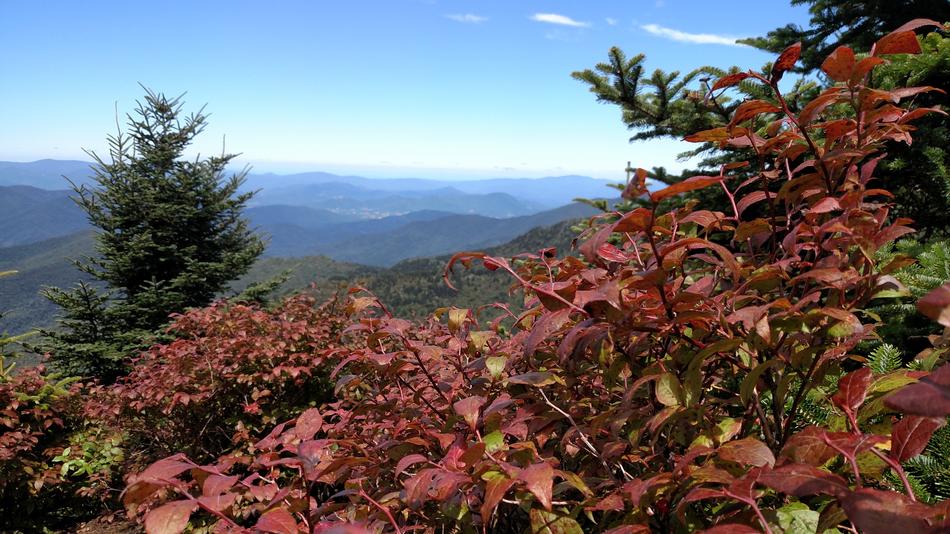 flowering bushes in the mountains