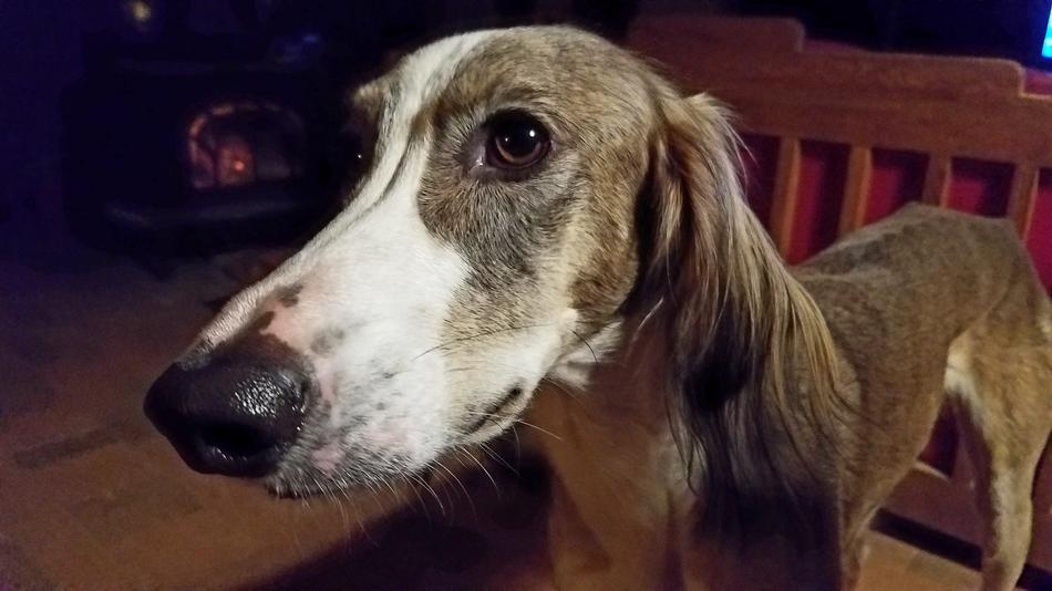 domjestic Dog Saluki Pet