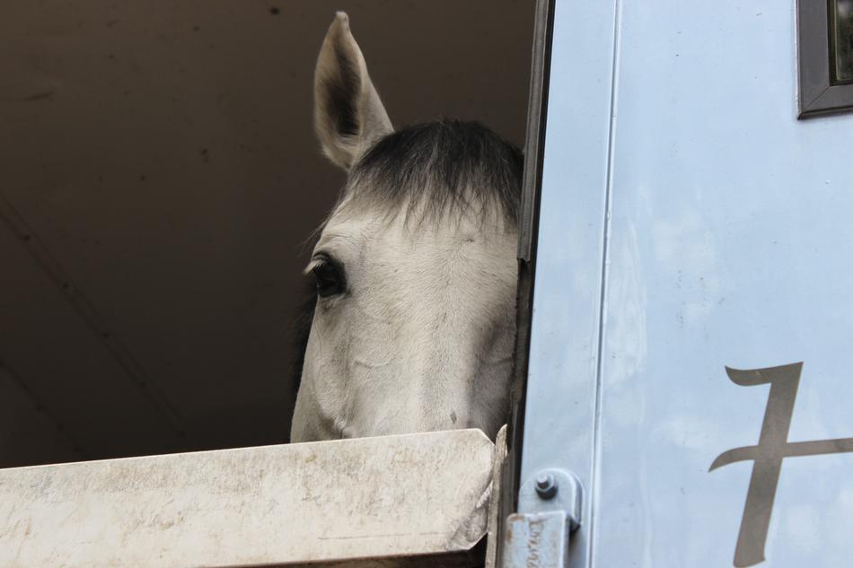 Horse View Mold