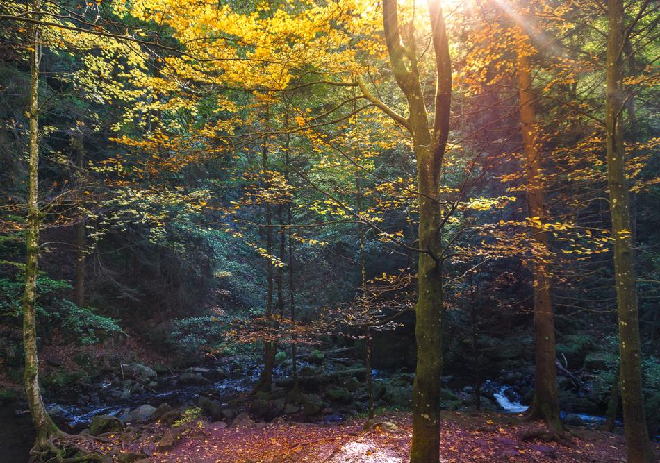 Autumn sunlit forest