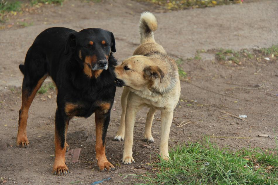 Dogs Street Animal