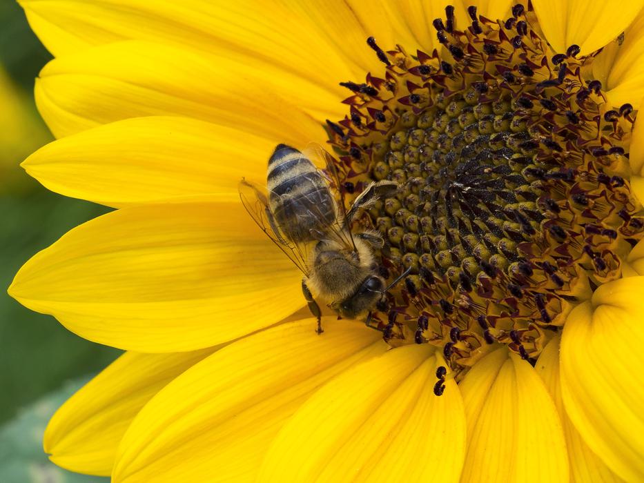 Macro Insect Bee