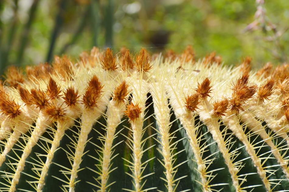 Cactus Spur Green