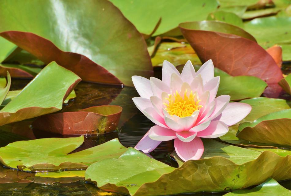 Water Lily Rose Flower