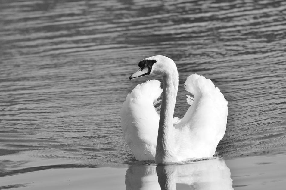 Swan Bird Water