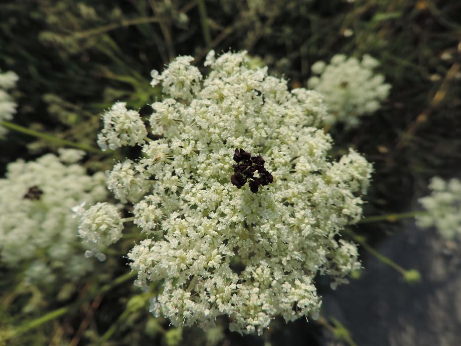white wildflowers are beautiful